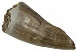 Fossil Tyrannosaur Partial Premax Tooth - Montana #341098-1
